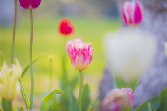 开放郁金香花