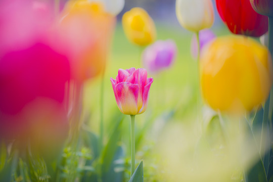 郁金香花