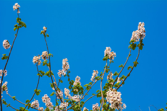 泡桐树开花