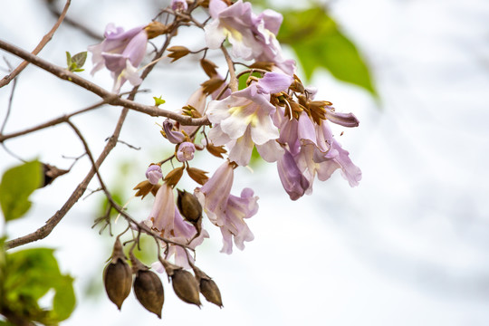 泡桐花