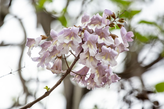 泡桐花