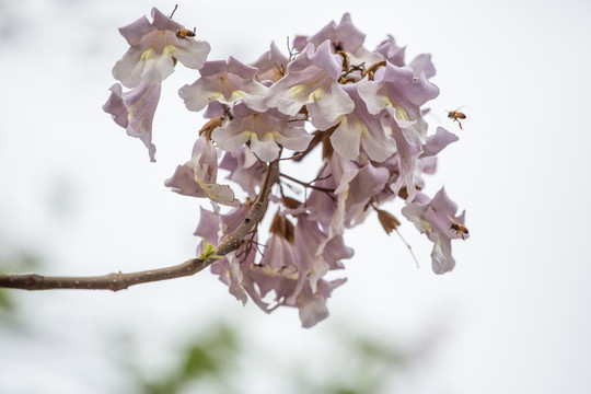 泡桐花