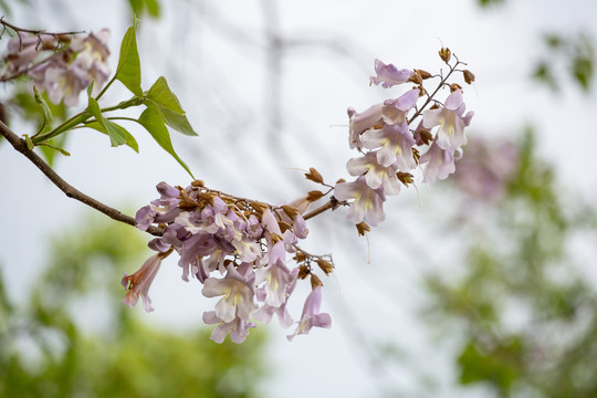 泡桐花素材