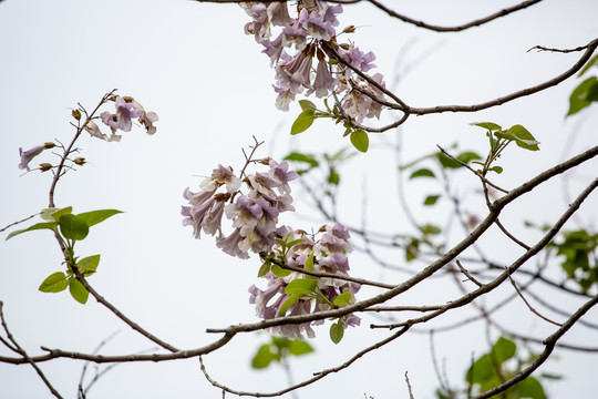 泡桐花素材