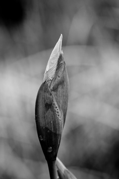 鸢尾花