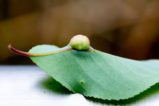 虫瘿