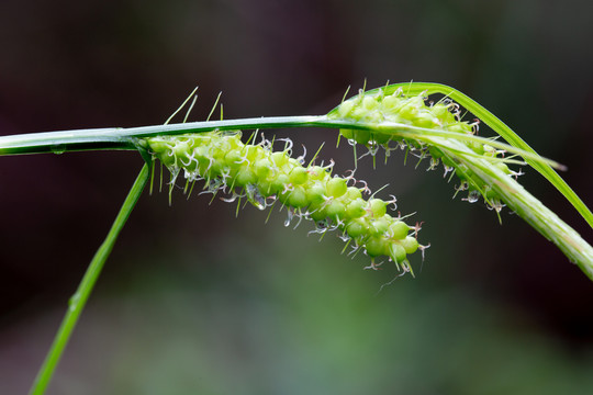 茅膏菜