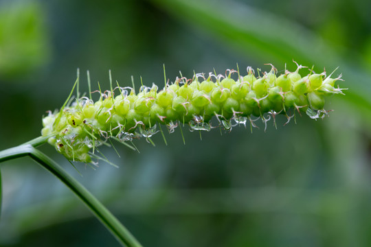 茅膏菜