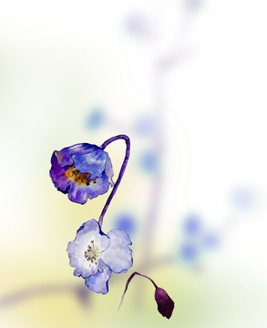小蓝花