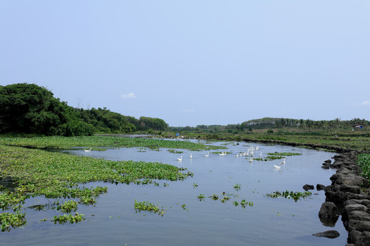 农村散养白鹅