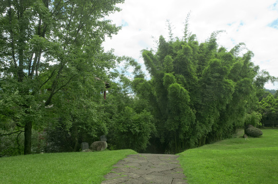 公园绿影小道
