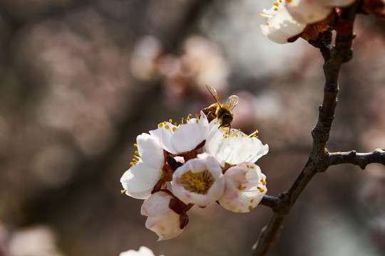 蜜蜂采花粉