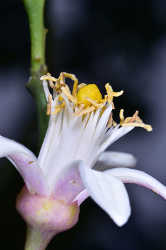 橘子花