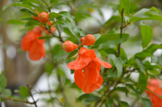 石榴树开花