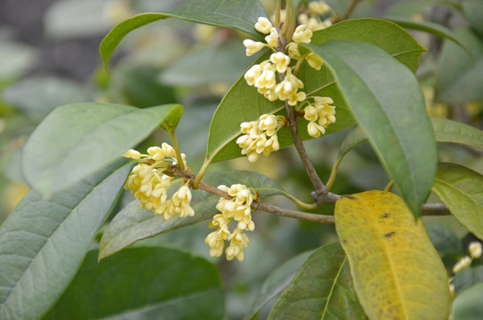 桂花树