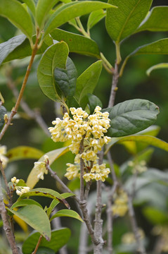 桂花树