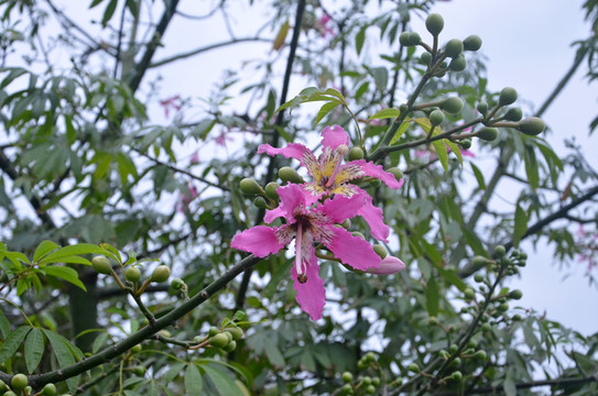 美丽异木棉