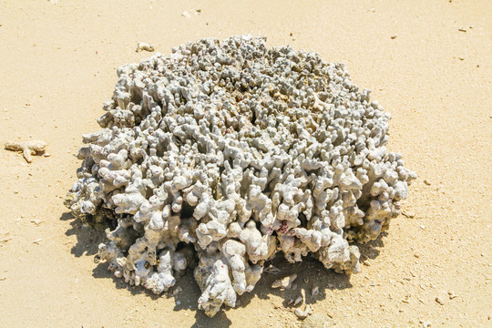 沙滩上的珊瑚