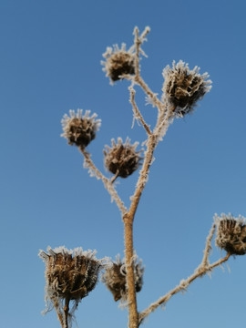 雪景植物