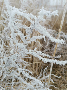 雪景植物