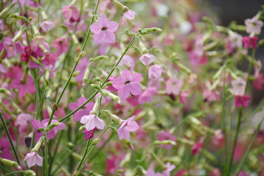 花烟草