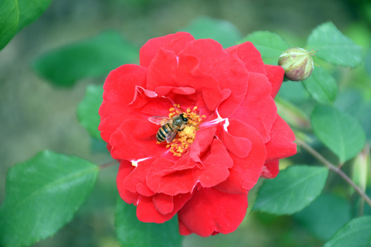玫瑰花上的蜜蜂