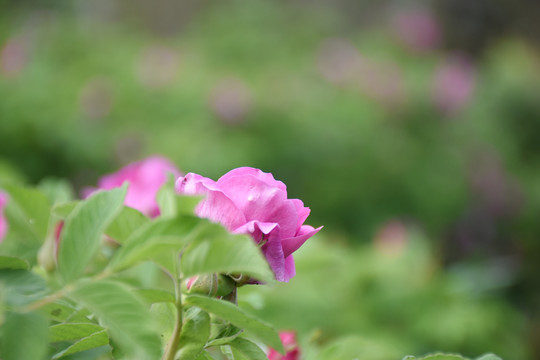 鲜花饼基地