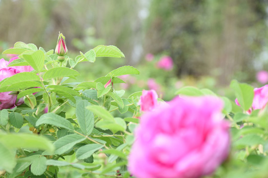 玫瑰花田