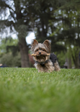 约克夏梗犬幼犬