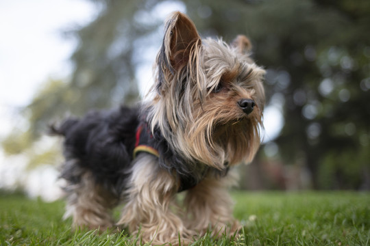 约克夏梗犬幼犬