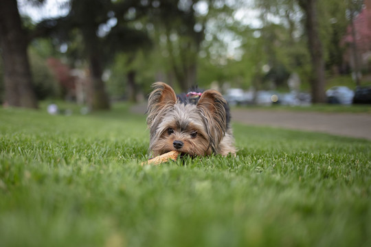 约克夏梗犬幼犬