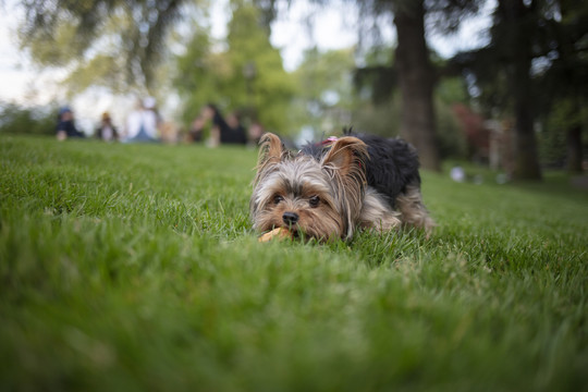 约克夏梗犬幼犬