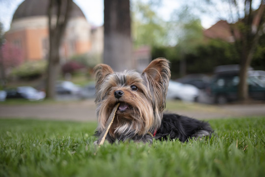 约克夏梗犬幼犬