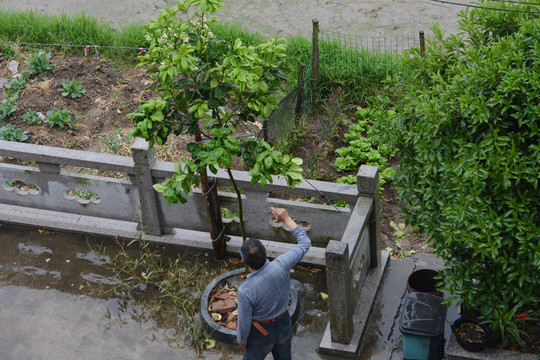 香泡树