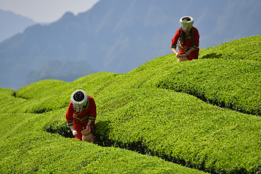 茶场