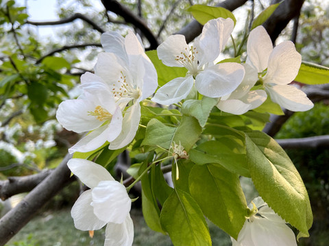 高清白海棠花