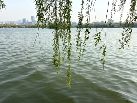 大明湖湖水柳枝