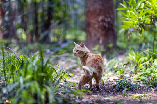 公园里的流浪猫