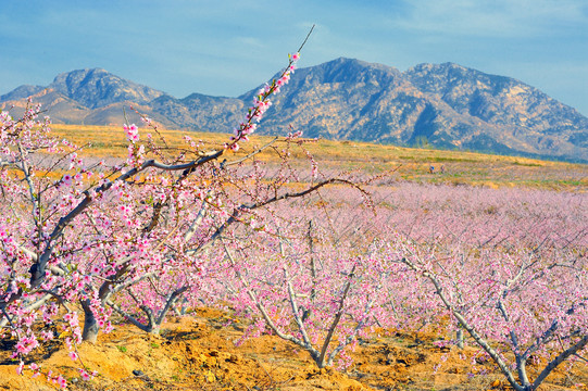 桃花树