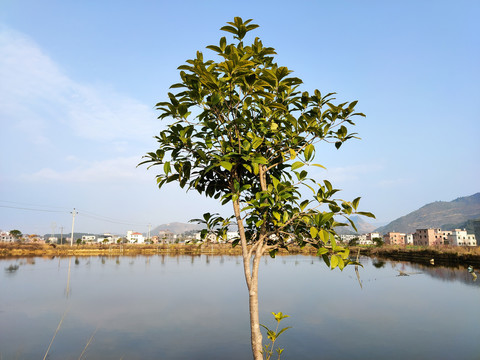 一棵树