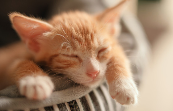 小橘猫午睡