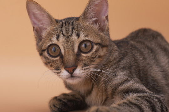 狸花猫正面脸