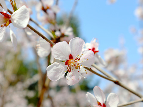 山桃花