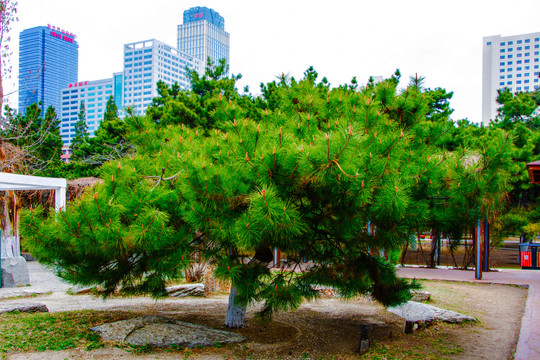 沈阳中山公园一棵松树