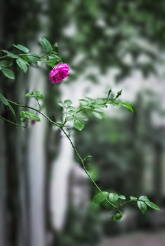 园林蔷薇