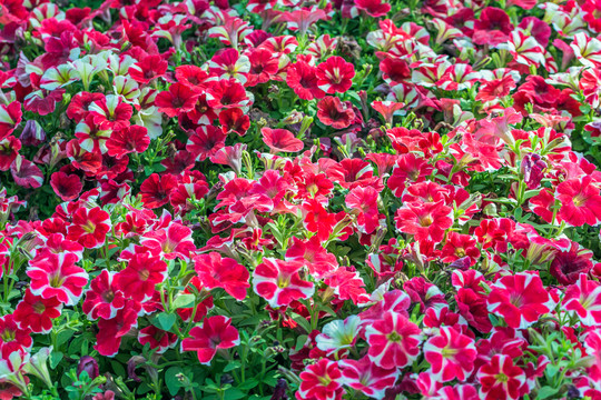 红色的喇叭花花丛