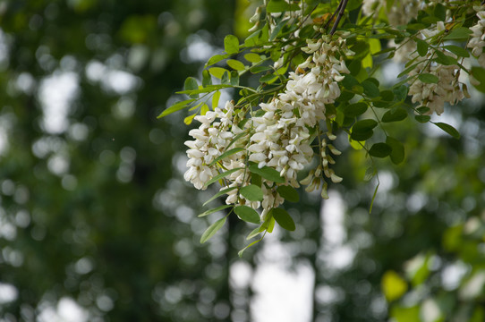 槐树花