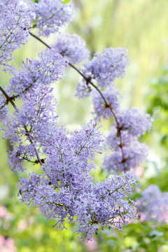 丁香花