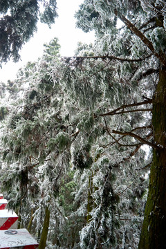 雪松冰挂