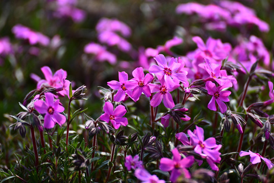 芝樱花